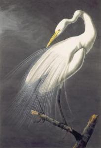 Great egret