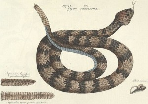 Timber Rattlesnake, from Catesby, Natural History