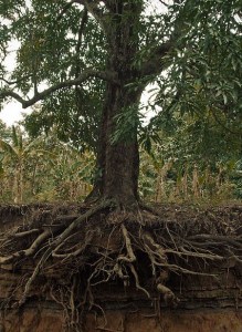 Exposed_mango_tree_roots