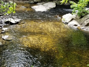 herring and alewives